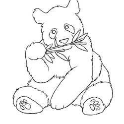 Legit Panda Coloring Pages Best For Kids Bear Pandas Cute Colouring Bears Bamboo Drawings Printable Realistic