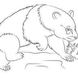 Brilliant Panda Bear Coloring Pages For Or Drawing Class Worksheets Via Tag