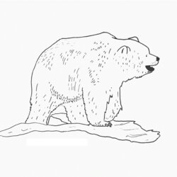Superlative Free Printable Bear Coloring Pages For Kids Panda