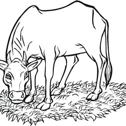 Free Printable Cow Coloring Pages For Kids Of Cows Grass Eating Cattle Animal Cute Sheet Color Colour Cartoon