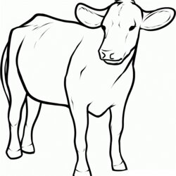Fine Free Printable Cow Coloring Pages For Kids Outline Simple Baby Animals Calf Children Colouring Print