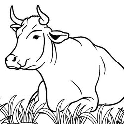 Superlative Free Printable Cow Coloring Pages For Kids Cows Drawing Book Animal Colouring Color Sheets Cute