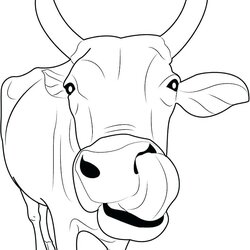 Superior Baby Cow Coloring Pages At Free Printable Cows Color Print