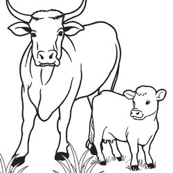 Preeminent Free Printable Cow Coloring Pages For Kids Calf Drawing Outline Cattle Color Animal Cows Line
