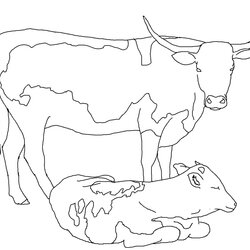 Superb Cow Coloring Pages Free Printable Home Cows Dairy Print Color Comments Animal
