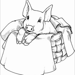 Pigs Coloring Pages Printable Baby Pig Page