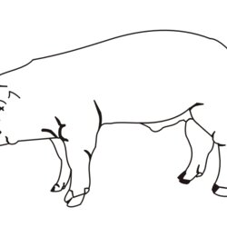 Perfect Pigs Coloring Pages Home Pig Drawing Realistic Comments