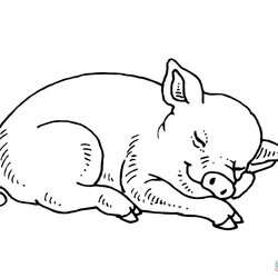 Out Of This World Cute Pigs Coloring Pages Home Pig Baby Kids Piggy Printable Sleeping Drawing Print
