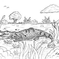 Great Coloring Pages American Alligator And Crocodile Robin