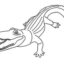 Magnificent Free Stock Photos Kids Colouring Pages Alligator