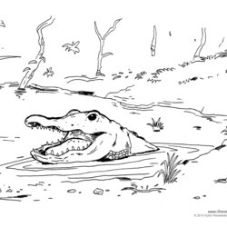 Superlative Alligator Facts For Kids Coloring Pages Cajun Swamp Printable Habitat Sheet Animals Realistic