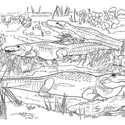 Exceptional Free Printable Alligator Coloring Pages For Kids Realistic Adults Crocodile Swamp Caiman Color