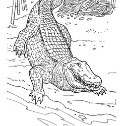 Splendid Printable Alligator Coloring Pages Crocodile Kids Follow Animal