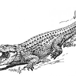 Swell Get This Free Picture Of Alligator Coloring Pages Crocodile Baby Print Comments
