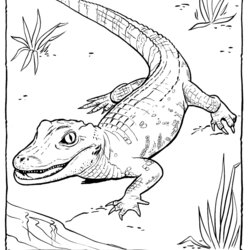 Free Printable Alligator Coloring Pages For Kids Zoo Animal Color Sheet Sheets Animals Alligators Print Baby