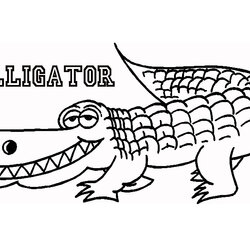 Worthy Alligator Coloring Download For Free Pages Crocodile Drawing Printable Outline Alligators Florida Cute