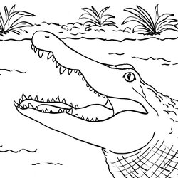 Spiffing Alligator Coloring Page Samantha Bell Pages Crocodile Printable Drawing Template Line Reference