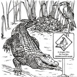Very Good Get This Picture Of Alligator Coloring Pages Free For Children Animal Print American Kids Printable
