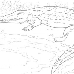 Sterling Free Printable Alligator Coloring Pages For Kids Crocodile Reptile Animals Animal Colouring