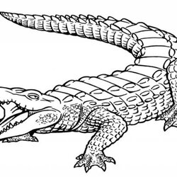 Fantastic Free Printable Alligator Coloring Pages Crocodile Line Template