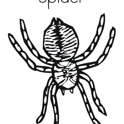 Great Spider Coloring Page Twisty Noodle Book Sheet Pages Est Print Outline Big Built California