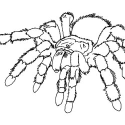 Sublime Free Printable Spider Coloring Pages For Kids Print