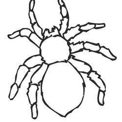 Sterling Free Printable Spider Coloring Pages For Kids Sheets Halloween Animal Print Page
