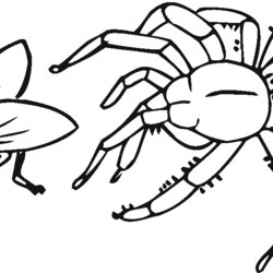 Exceptional Spider Coloring Pages To Download And Print For Free Printable Web Kids Spiders Charlotte Color