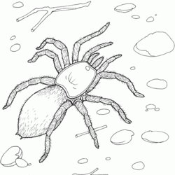 Supreme Free Printable Spider Coloring Pages For Kids Tarantula Realistic Sheet Spiders Giant Print Jumping