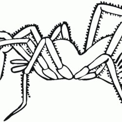 Superb Spiders Coloring Pages Home Spider Kids Printable Tarantula Colouring Color Template Widow Print