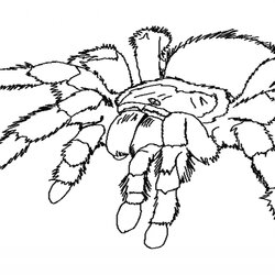 Splendid Spider Coloring Pages To Download And Print For Free Printable Web Tarantula Kids Realistic Cute