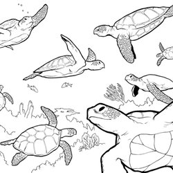 Very Good Print Download Turtle Coloring Pages As The Educational Tool