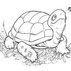 Cute Turtle Coloring Pages Animal Right Click On Any Cartoon