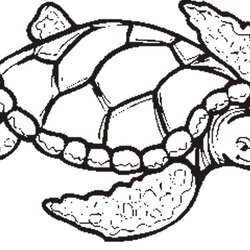 Wizard Turtle Coloring Pages Free Download On Sea Printable Drawing Cute Color Print Turtles Adults Easy