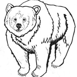 Very Good Free Printable Bear Coloring Pages For Kids Little