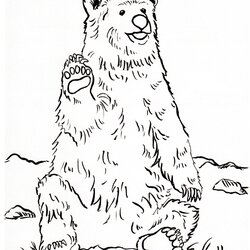 Brilliant Grizzly Bear Coloring Page Art Starts Pages Realistic Printable Drawing Print Color Line Step Angry