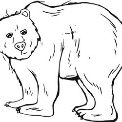 Magnificent Bear Coloring Pages Kids Grizzly Template Printable Bears Templates Animal Color Sheets Print