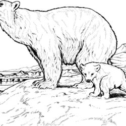 Free Bear Coloring Pages Polar Baby Bears Printable Cub Kids Mother Animals Color Outline Drawing Mama Print