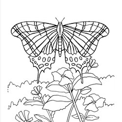 Free Printable Butterfly Coloring Pages For Kids Butterflies Flowers Flower Sheets Print Drawing Adult Spring