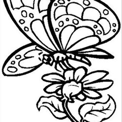 Superb Butterfly On Flower Coloring Page Home Flowers Pages Color Butterflies Drawings Drawing Nectar