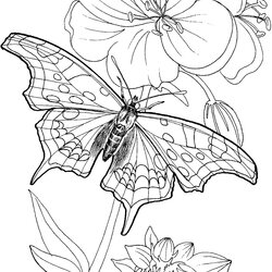 Perfect Beautiful Butterfly Coloring Pages Archives Characteristic Blooming Stumble And Flower