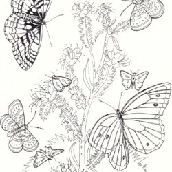 Great Flowers And Butterflies Coloring Pages Swallowtail Butterfly Flower