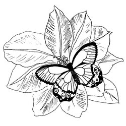 Sterling Free Printable Butterfly Coloring Page Flower