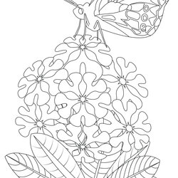 Excellent Butterfly On Flowers Butterflies Insects Adult Coloring Pages Adults Garden Color Book Colouring