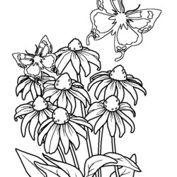 Admirable Flowers And Butterflies Coloring Pages Pictures Of