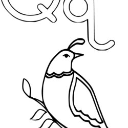 Sublime Letter Coloring Pages And Quail