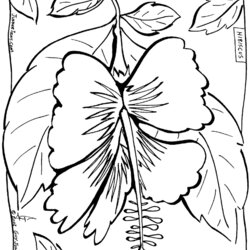 Marvelous Hawaiian Coloring Sheets Hawaii Page