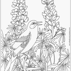 Cool Realistic Coloring Pages For Adults At Free Adult Birds Bluebonnet Color Template Robin Bird Printable
