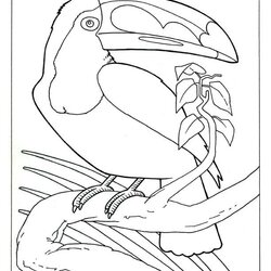 Fine Realistic Coloring Pages Of Animals Home Animal Toucan Bird Birds Color Baby Kids Book Print Two Farm