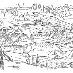 Splendid Realistic Coloring Pages For Adults At Free Alligator Crocodile Swamp Caiman Kids Printable Color